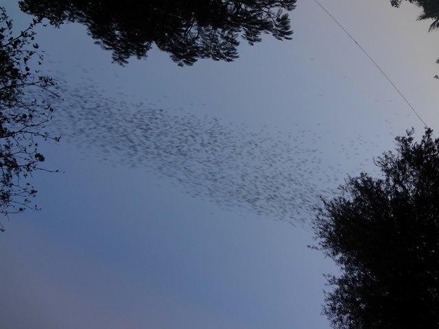 ワット・サンポウの洞窟から大量に飛び出すコウモリの列