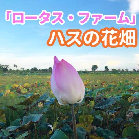 「ロータス・ファーム」シェムリアップの蓮の花畑・工房ツアーなど