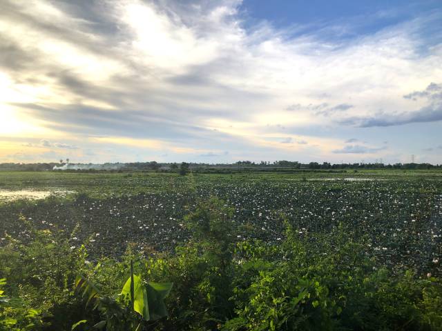 ロータス・ファームへの行き方、場所