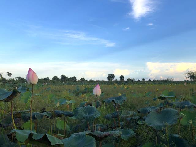 ロータス・ファームへの行き方、場所