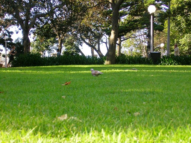 芝生と鳥