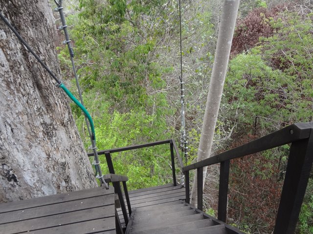 ジップラインの木に設置されている階段