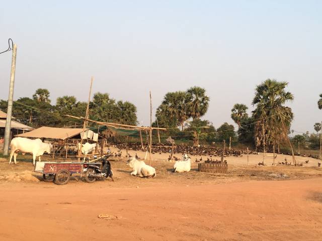 「ワット・アトヴィア」遺跡への道