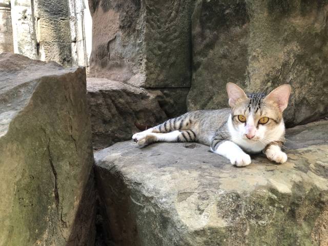 ワット・アトヴィアの猫