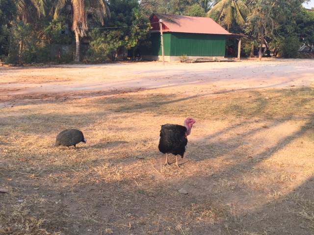 ワット・アトヴィアの鳥