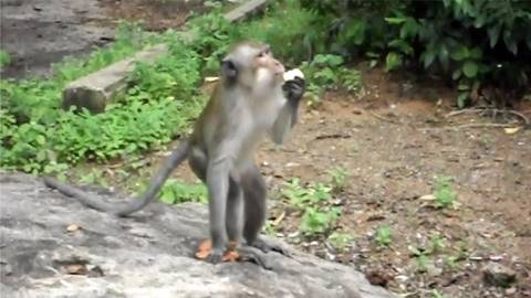 モグモグ食べる猿
