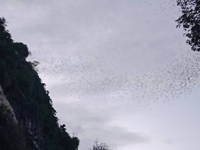 洞窟から大量のコウモリが飛び出す様子