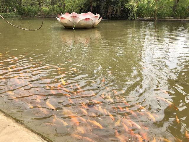 「アンコール・ボタニカル・ガーデン」の池にいる魚
