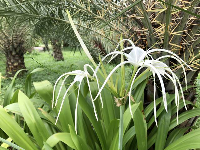 「アンコール・ボタニカル・ガーデン」の白い花
