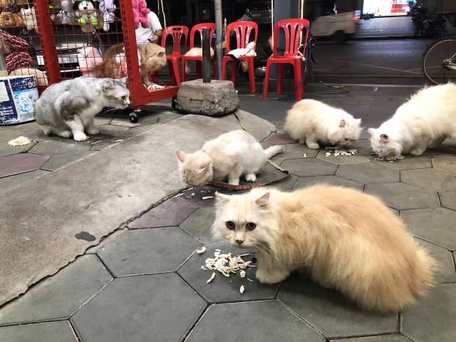 シェムリアップの猫ショップ（Sivlean Mart）