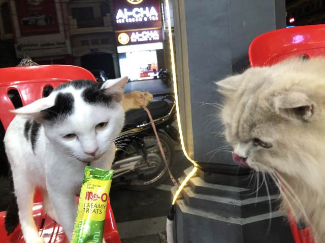 シェムリアップの猫ショップ・おやつを食べる猫