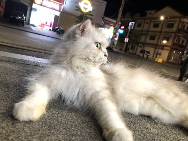 シェムリアップの猫ショップ（Sivlean Mart）