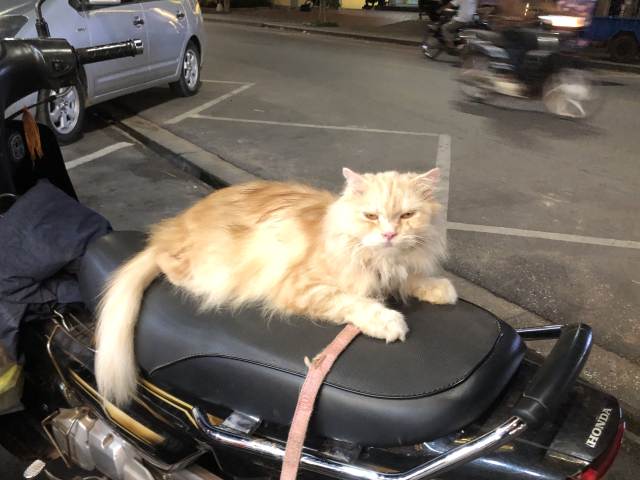 シェムリアップの猫ショップ・バイクに乗る猫