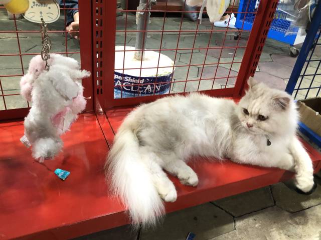 シェムリアップの猫ショップ・猫グッズを見つめる猫