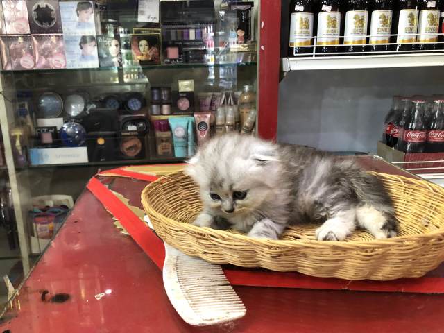 シェムリアップの猫ショップ・昼間お店の中