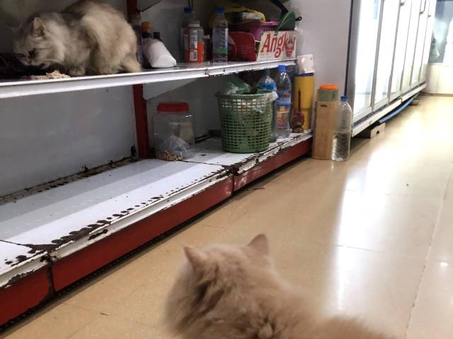 シェムリアップの猫ショップ・昼間お店の中