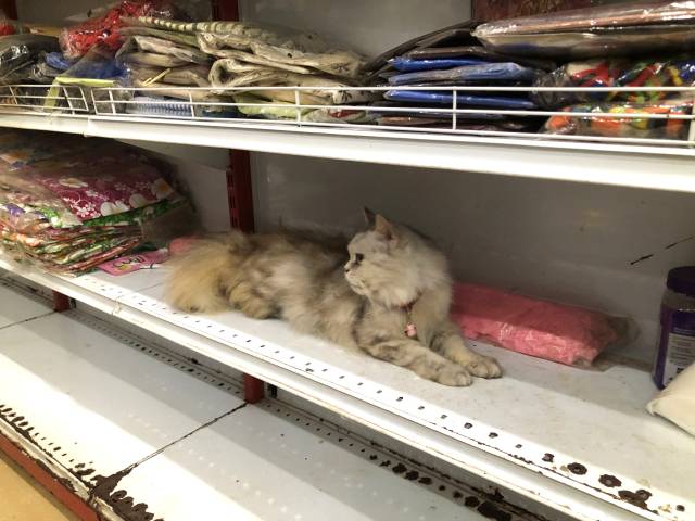 シェムリアップの猫ショップ・昼間お店の中