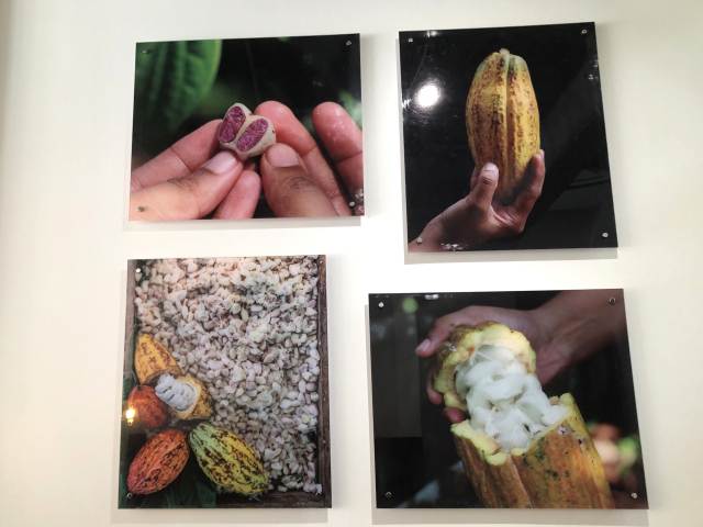 カンボジアのモンドルキリ州で獲れたカカオ